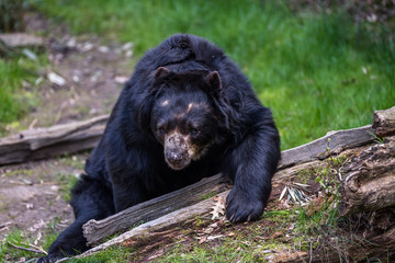 Fototapeta na wymiar Black bear relaxing in the sun