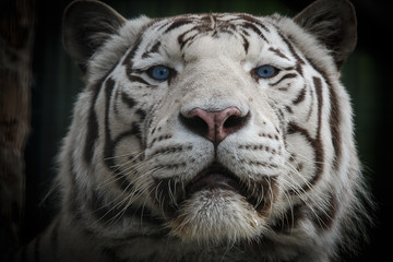Fototapeta na wymiar Bengal tiger