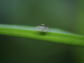 大きな目を持つクモ