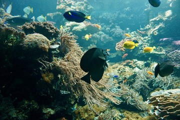 Fototapeta na wymiar Korallenriff