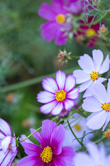 Fototapeta premium Kwiat kosmosu