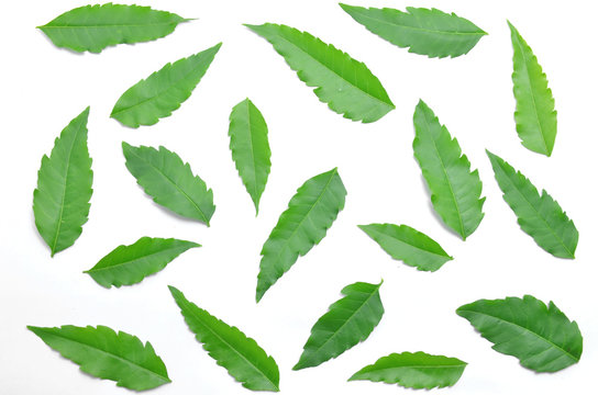 Many green neem leaves spread on the floor.
