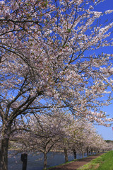 Cherry Blossoms in Byoudounuma Park 平筒沼（ﾋﾞｮｳﾄﾞｳﾇﾏ）ふれあい公園 桜