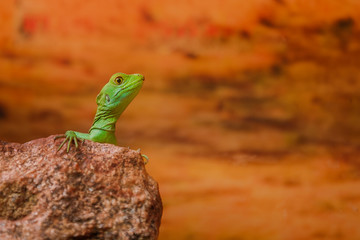 lizard