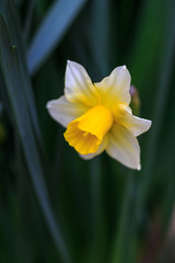 水仙の花