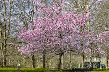 Photo sur Aluminium Lilas blühender Kirschbaum vor kahlen Bäumen im Frühling