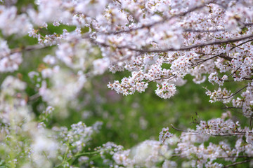 桜の花