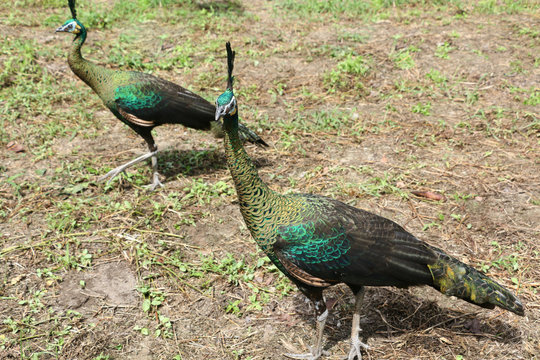 Fototapeta The green peafowl is walking for food on the ground