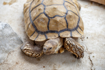 ケヅメリクガメ