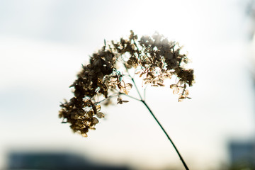 Spring flowers