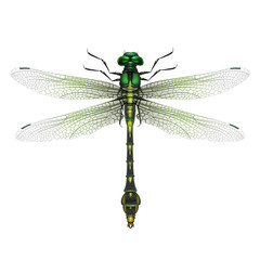 Gomphus vulgatissimus dragonfly