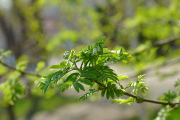 Fototapeta na wymiar Spring background, spring leaves 