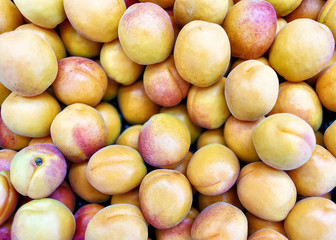 Fresh apricots