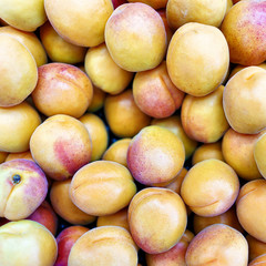 Fresh juicy apricots