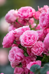 薔薇の花