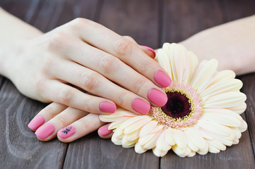 Obraz na płótnie Canvas Hands with pink color nails manicure and delicate pink daisy flower