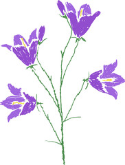 Obraz na płótnie Canvas Spreading bellflower picture isolated on white