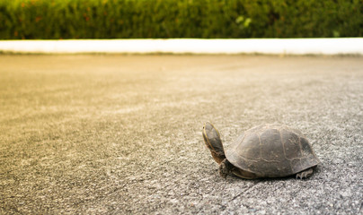 turtle walking pass concrete road, 