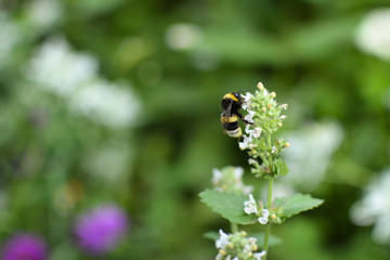 Flower and bee
