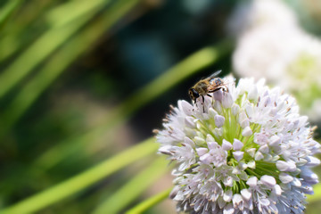 Bee and flower onion