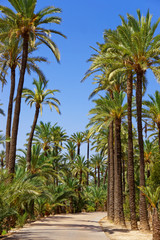 Fototapeta na wymiar Palm Grove in Elche Valencian