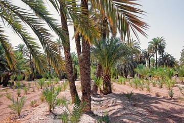Palm Grove in Elche