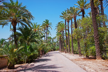 Fototapeta na wymiar Palm Grove of Elche