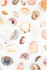 Ocean tropical shells on white background. Flat lay. Top view. Ocean pattern.