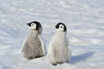 Emperor Penguin chicks in Antarctica