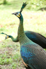 Obraz premium The green peafowl is walking for food on the ground