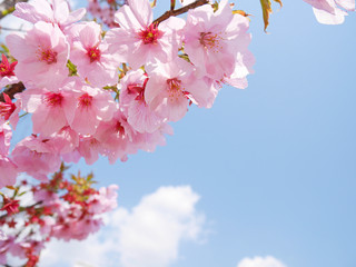 Pink sakura blossoms under blue sky and white clouds