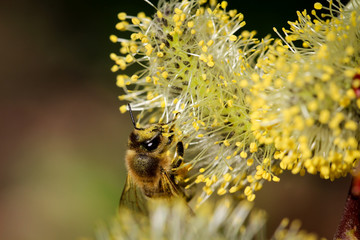 Biene bestäubt Weidenkätzchen, Natur, Insekten 