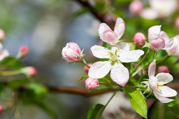 Apple blossom on branch with pink flowers and buds