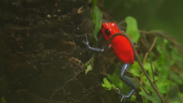 Red blue venomous frog dendrobates pumillo costa rica