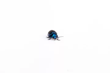 Foto op Plexiglas blue mint beetle © henryopzolder