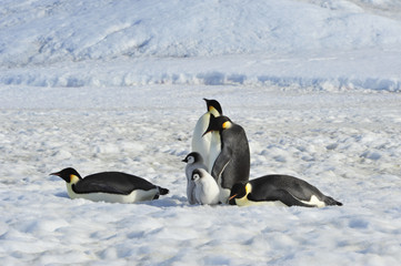 Emperor Penguins with chicks