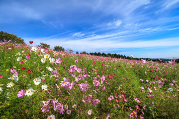 コスモス畑＠長崎県諫早市白木峰