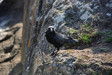 jeune corbeau © Richard