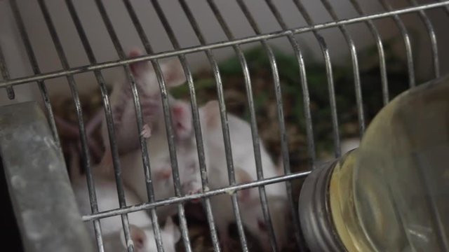 Newborn experimental white mice in cages. Laboratory. Containers with laboratory mice