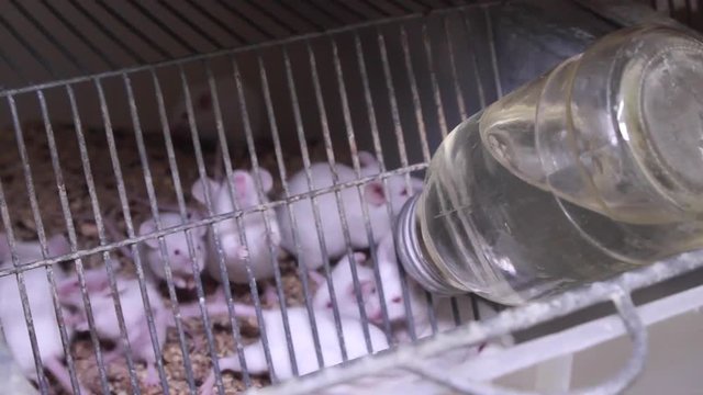 Newborn experimental white mice in cages. Laboratory. Containers with laboratory mice
