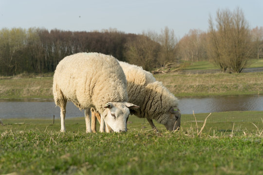 Two grazing sheep