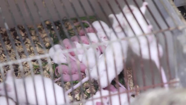 Newborn experimental white mice in cages. Laboratory. Containers with laboratory mice