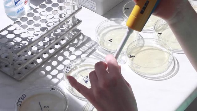 Scientist doing chemical test in microbiological laboratory