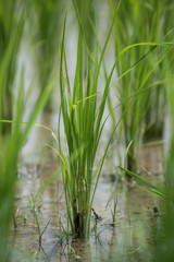 Obraz premium Young rice