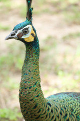 Obraz premium The green peafowl is walking for food on the ground