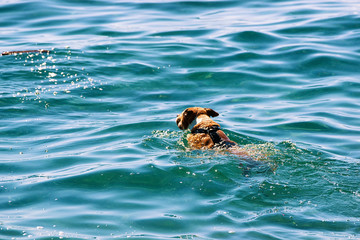 Dog swimming in Lake Geneva in Lausanne