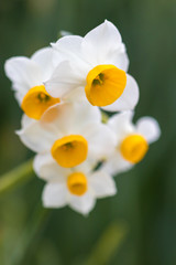Fototapeta premium 水仙の花畑