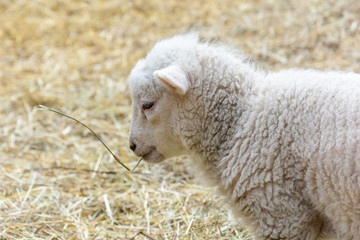 Obraz premium Small domesticated lamb on pasture