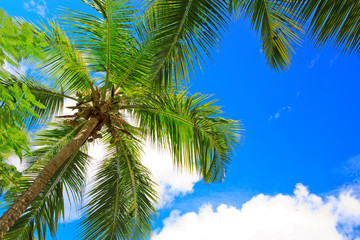 Fototapeta na wymiar Palm trees and blue sky background.