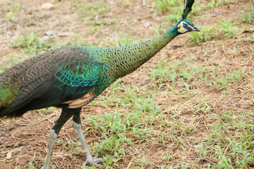 The green peafowl is walking for food on the ground